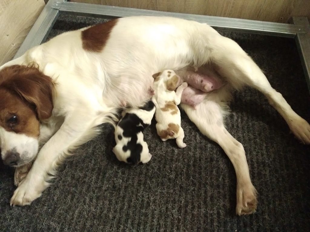 chiot Epagneul Breton De La Sanguinette